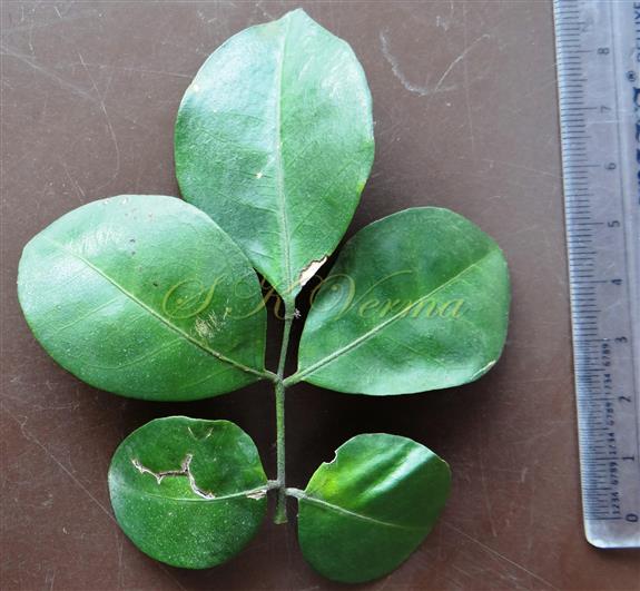  Leaf